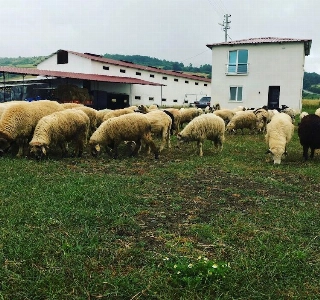 ürün KÜÇÜK BAŞ HAYVAN 