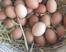 ürün GÜNLÜK TAZE YUMURTA SATIŞI