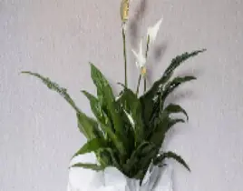 ürün Spat bitki çiçeği