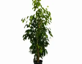 ürün Ficus Benjamina-Benjamin bitkisi 80-100 cm