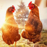tanitim resim Derepazarı Özkan Köy Yumurtası Ve Tavuk Satışı