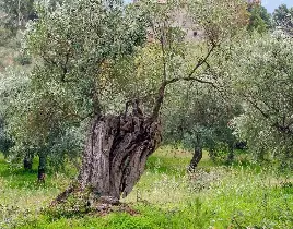 ürün ZEYTİN AĞACI SATIŞI