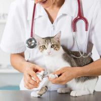 tanitim resim As-Vet Veteriner Kliniği