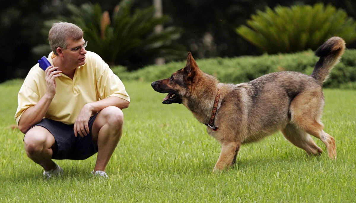 hizmet KÖPEK EĞİTMENİ