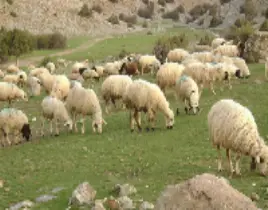 ürün KÜÇÜK BAŞ HAYVAN SATIŞI 