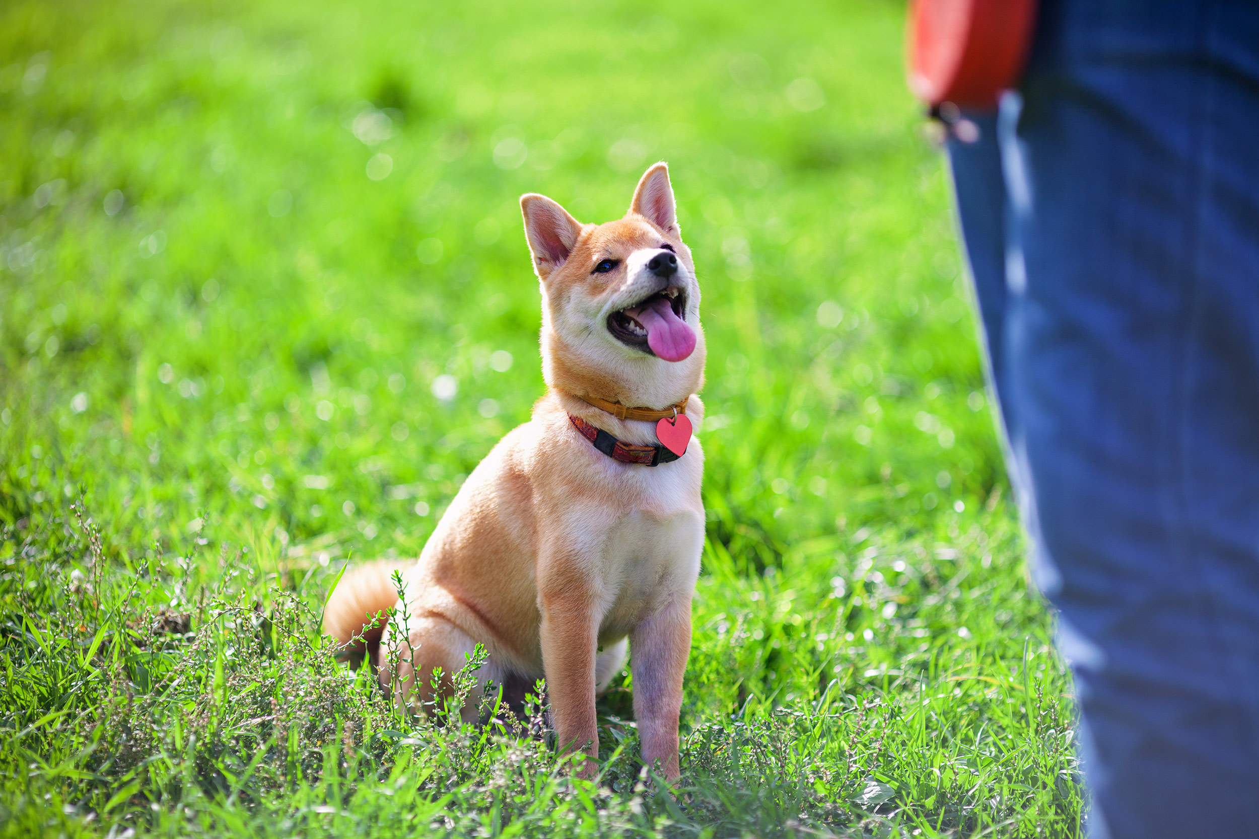 tanitim resim BODRUM KÖPEK EĞİTİM KULÜBÜ 