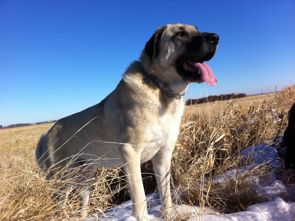 tanitim resim  ALTIN KANGAL KÖPEK ÇİFTLİĞİ