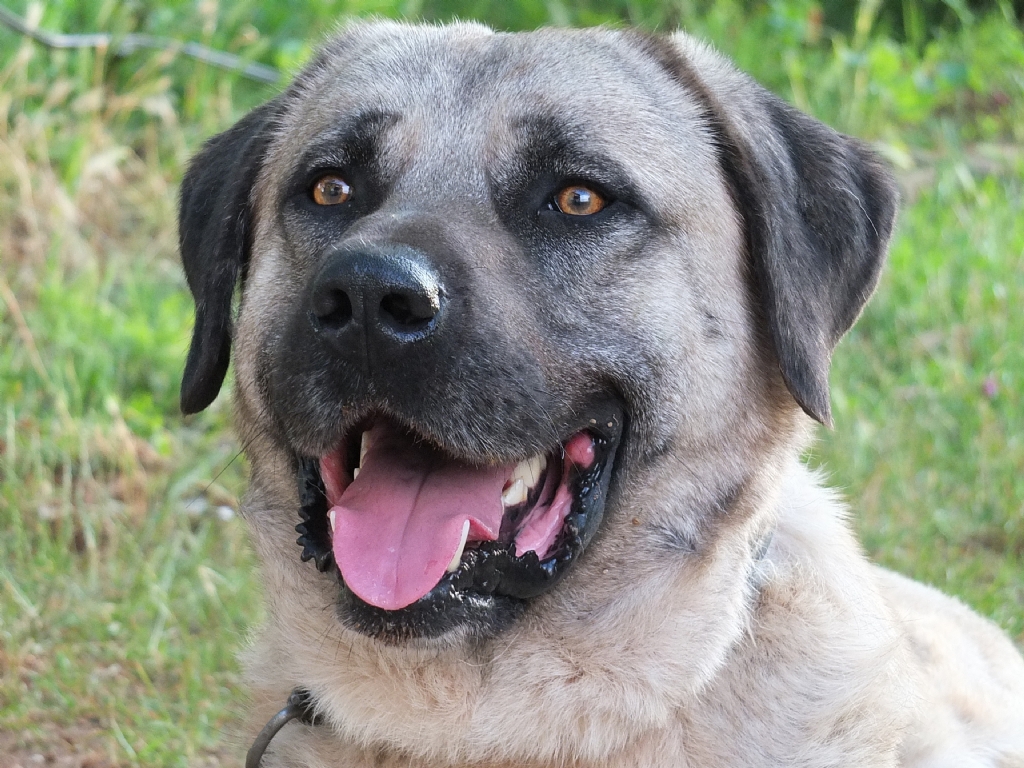 ürün KANGAL KÖPEK