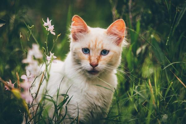 ürün KEDİ 